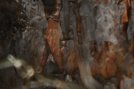 pine-tree-test-017.jpg image