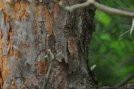 pine-tree-test-f10.jpg image
