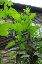 plant58.jpg image