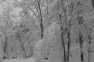 snow020.jpg image