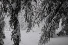 snow025.jpg image