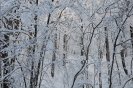 snow051.jpg image