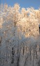 snow062.jpg image