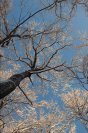 snow064.jpg image