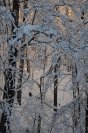 snow071.jpg image