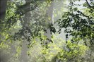 trees+fog05.jpg image