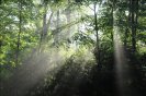 trees+fog06.jpg image