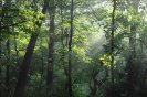 trees+fog13.jpg image