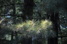 trees+fog20.jpg image