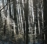 Trees covered in ice image