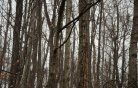 trees025.jpg image
