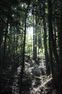 trees08.jpg image