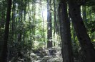 trees11.jpg image