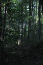 trees34.jpg image