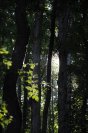 trees40.jpg image