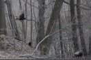 turkeys03.jpg image