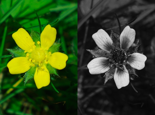 UV photo of buttercup using fused silica lens