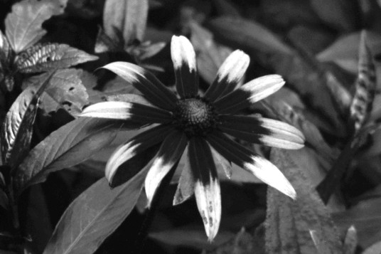 UV photo of Black-eyed susan