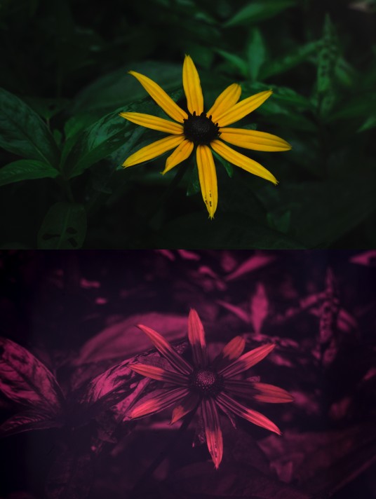 Visible and UV photo of black-eyed susan