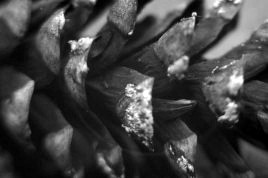 UV photo of pine cone