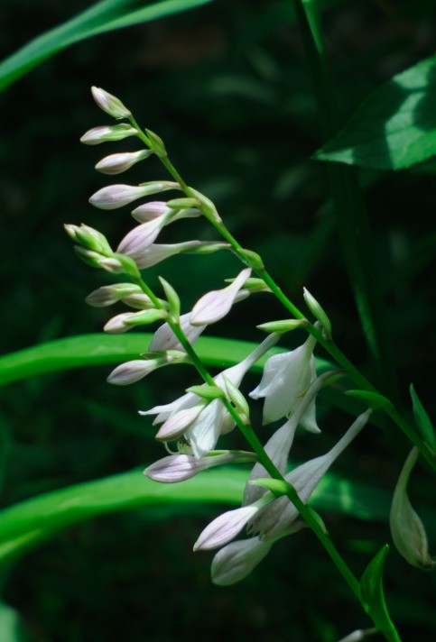 White lilies