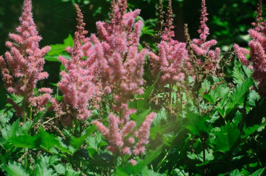 UV photo of purple flowers taken with a fused silica lens