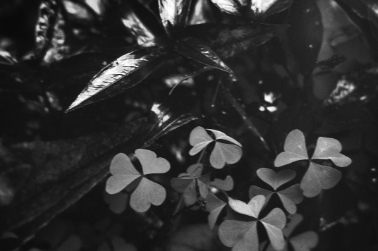 UV photo of clover