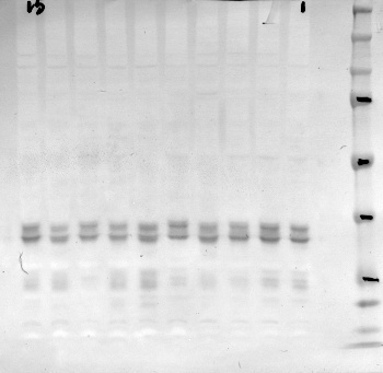 Western blot