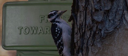 Woodpecker next to a Claymore Woodpecker next to a Claymore